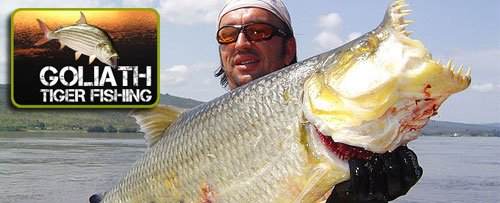 goliath-tiger-fishing-website
