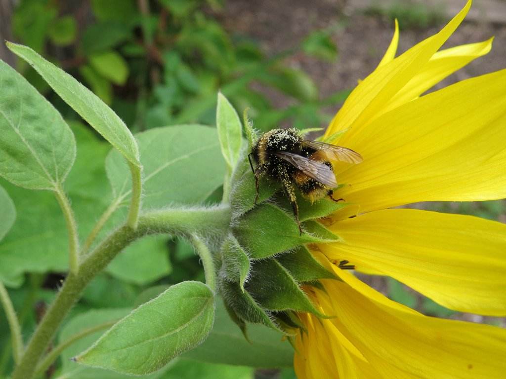 pollen overdosed bee